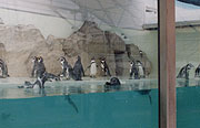 ペンギン展示