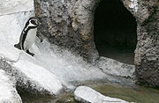 滑るペンギン